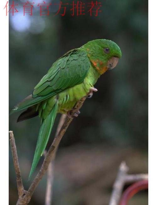 卡布雷拉,拥有惊人头部的鹦鹉性格 卡布雷拉,拥有惊人头部的鹦鹉性格